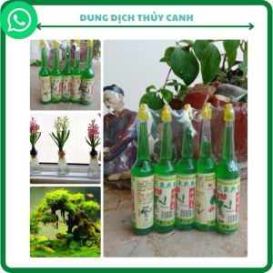 Hạt Giống Sen Bách Diệp Mix đủ màu: đỏ tím vàng trắng hồng xanh trồng quanh năm dễ nảy mầm