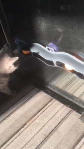 Suction Cup Cats Toy Teaser for Window Keeps Indoor Kitten Entertained Teasing Toy Interactive Toy Window Attachment