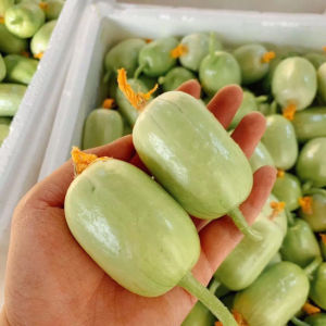 Combo 3 gói hạt giống dưa chuột ngọc nữ -gói 20 hạt-tặng kèm phân bón