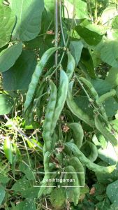 5 Biji - Benih Kacang Koro Uceng Ijo