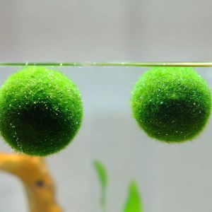 Marimo seaweed ball ecological bottle 海藻球生态瓶 DIY mini hydroponic plant indoor green plant 办公室水培植物 室内绿植