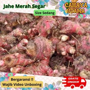 JAHE MERAH JAMER RED GINGER 1KG KILO MEDAN TUA SEGAR  ORGANIK ORIGINAL FRESH BAHAN SERBUK MINYAK WEDANG RONDE ANGKRINGAN DAYA TAHAN TUBUH MINUMAN HERBAL MASIH ADA TANAH BOGOR JAKARTA