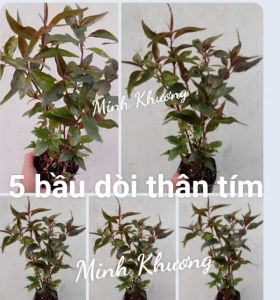 [Cây dược liệu] 5 chậu 50 cây giống dòi thân tím (5 túi) hỗ trợ phổi ho...-Vườn Minh Khương