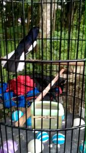 Penggacor Kacer Super Gacor & Door Kacer Juara Gantangan