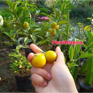 Bibit Jeruk Tongheng Berbuah Lebat Hasil Okulasi