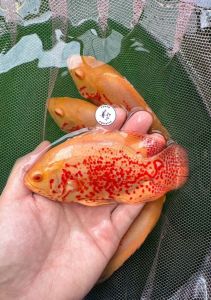 Blood Oscar Fish/LiveFish/ Freshwater/ 血珠鱼