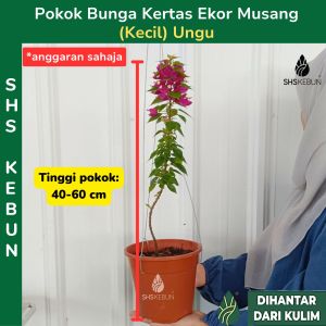 Bougainvillea Pokok Bunga Kertas Ekor Musang Pokok Outdoor Pokok Hidup Live Plant SHS Kebun