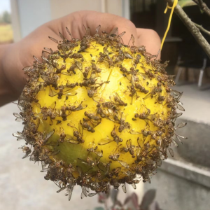 Gam Pelekat Lalat Buah Kawalan Serangga Kebun Hanging Fly Trap Glue Ball Insect Fruit Fly Bugs Fruit Fly Bee Pest Control Garden