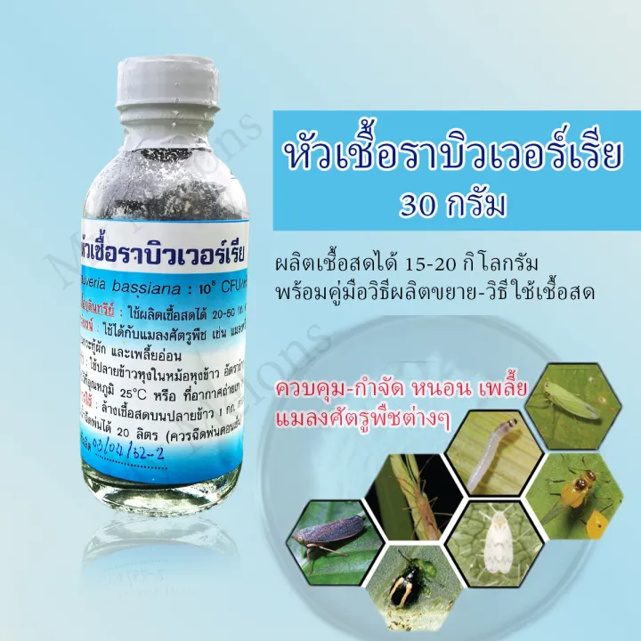 หัวเชื้อราบิวเวอร์เรีย 30 กรัม สำหรับขยายเชื้อสด