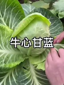 [ สายพันธุ์ใหม่ที่มีจำหน่าย ] หัวกะหล่ำปลีหัวใจเนื้อขนาดใหญ่พิเศษ ทนความร้อนและความเย็น ผักสำหรับฤดูใบไม้ผลิและฤดูใบไม้ร่วง