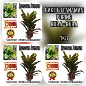 PAKET 3 TANAMAN HIAS PURING KURA-KURA