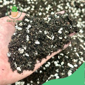 Ready to use Cactus and Succulent Potting Mix 1 kilo grams per pack / Fast draining soil