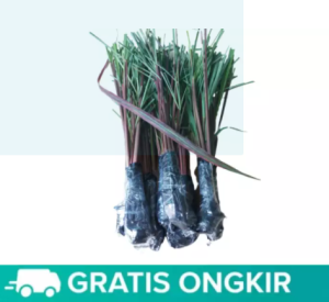 Sereh Merah Asli / Sereh Merah wangi / Tanaman Herbal sereh merah super