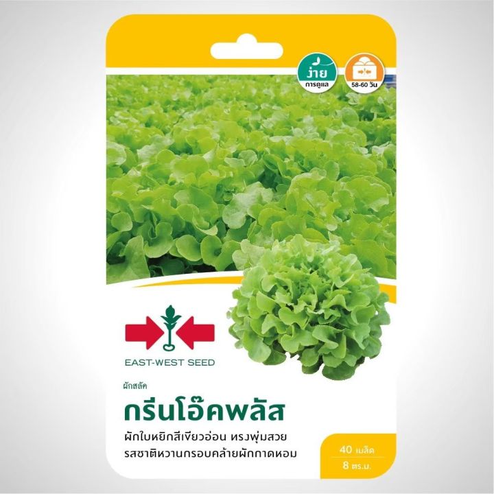 เมล็ดพันธุ์ผักสลัด กรีนโอ๊คพลัส ศรแดง ใบเขียวสด