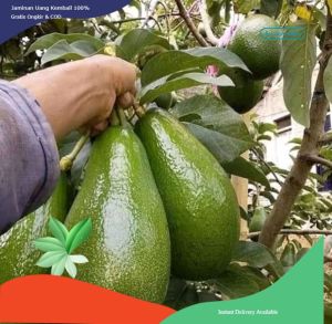 Bibit Alpukat Aligator  Super Jumbo Siap untuk berkebun