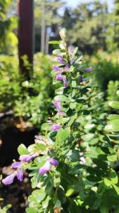 ม่วงเจริญใบใหญ่ แข็งแรงและรากเต็มกระถางขนาด กระถาง 11 นิ้ว (กทม)