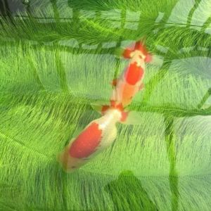 ER52858 60/100ซม. KOI Fish hatching GRASS สีเขียวอ่อน ปิดเสียง แปรงเพาะพันธุ์วางไข่ของปลา ใช้งานได้จริง ยืดหยุ่นได้ แปรงสื่อตัวกรองปลา สำหรับบ่อปลา