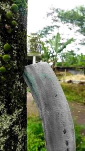 Arit tebu full baja per asli Wonosobo cap HISR