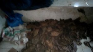 Daun ketapang laut olah siap pakai 100gr