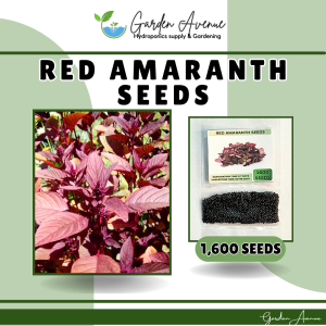 RED AMARANTH SEEDS (1600PCS SEEDS) - HYBRID/FOR PLANTING/SUPER RED/FOR GARDEN