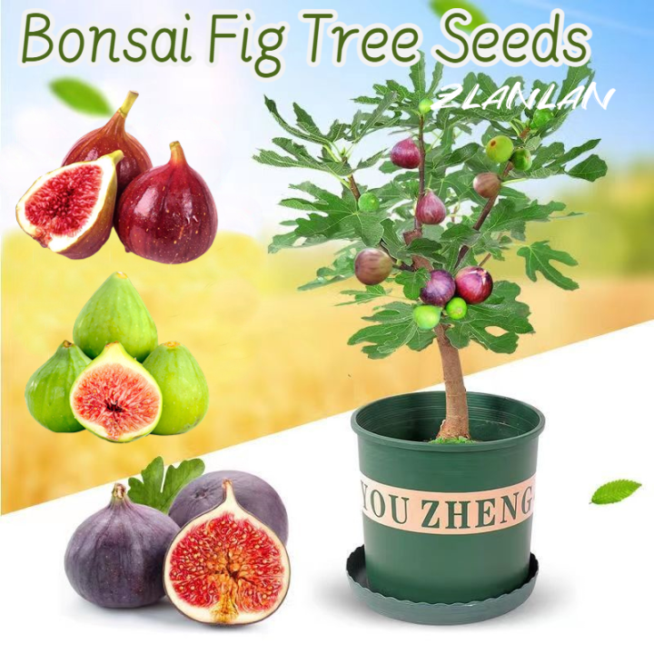 [Easy to grow in the Philippines] Bonsai Fig Tree Seeds for Planting