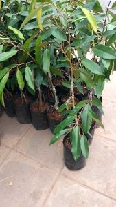 ต้นทุเรียนมูซานคิง เสริมราก 4ราก ต้นทุเรียนยาวลิ้นจี้ หลงลับแลสาย พันธุ์อื่นๆ ราคา 1,500 บาท