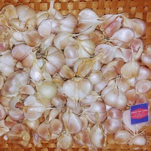 Bawang PUTIH KATING BERSIH - 1 Kg - LPJ