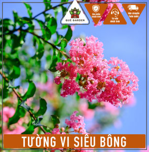 Cây Tường Vi Siêu Bông - Chiều cao tổng tầm 20-30 cm - Chịu nắng ra hoa đẹp!