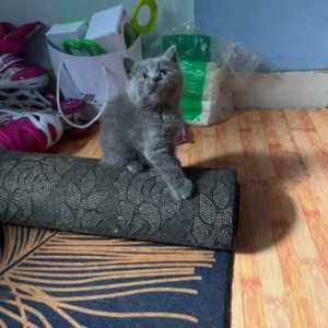 kucing/kitten BSH British short hair/BLH British long hair jantan 4 bulan