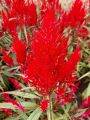 Red Celosia Chinese New Year CNY 60cm Height House Home Indoor Potted Plant. 