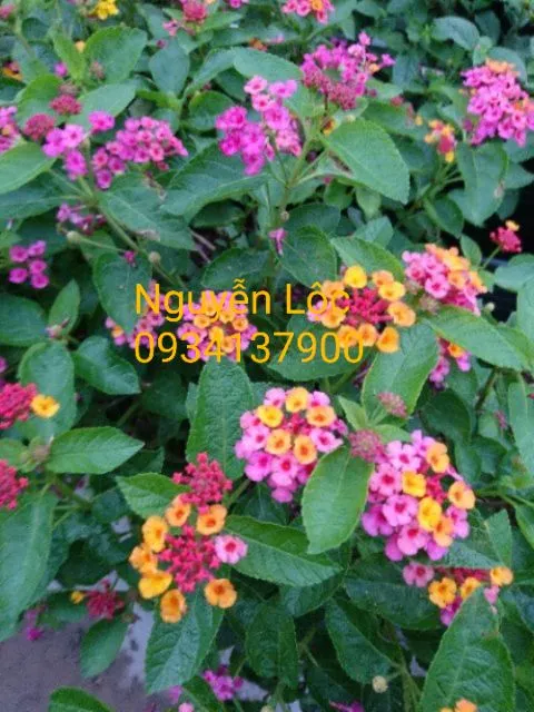 C%C3%A2y%20hoa%20ng%C5%A9%20s%E1%BA%AFc%20c%C3%A1c%20m%C3%A0u%20(C%C3%A2y%20tr%C3%A2m%20%E1%BB%95i)%20-%2020-40cm%20-%20m%C3%A0u%20v%C3%A0ng,%20%C4%91%E1%BA%A3m%20b%E1%BA%A3o%20v%C3%A0%20an%20to%C3%A0n%20%C4%91%E1%BA%BFn%20s%E1%BB%A9c%20kh%E1%BB%8Fe%20ng%C6%B0%E1%BB%9Di%20tr%E1%BB%93ng%20C%C3%A2y%20-%20Image%203