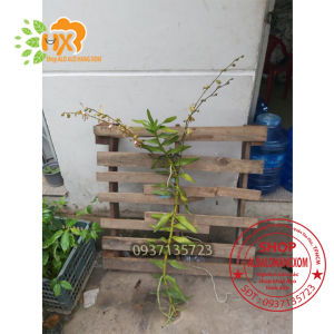 [HCM]CÂY LAN BÒ CẠP RẰN - CÂY CÓ 2 VÒI HOA