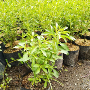 PROMO Paket 5 gratis 1 BIBIT STEVIA SIAP TANAM (PENGANTI GULA)