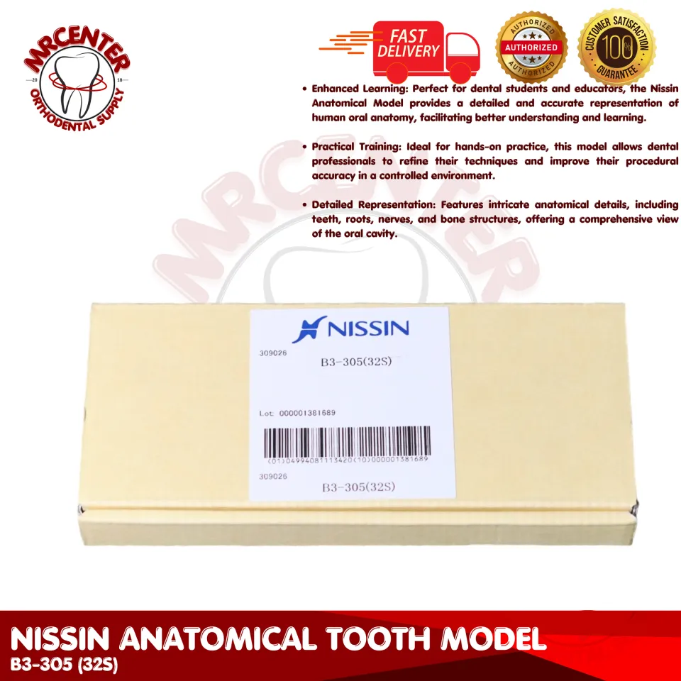 Natural Tooth Specimen Set/ Nissin Study Model B3 305 (32S