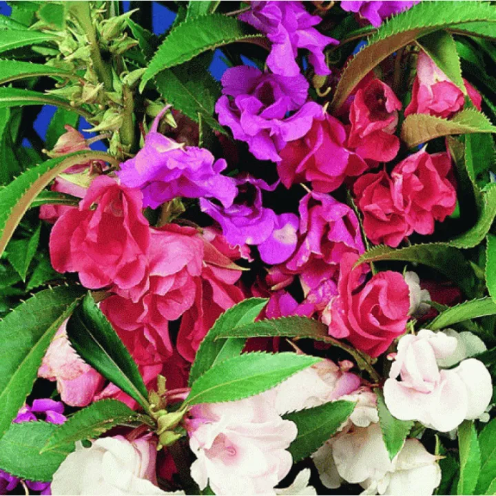 Promo%20Murah%20-%2020%20Benih%20Bibit%20Bunga%20Balsam%20Mix%20-%20Image%204