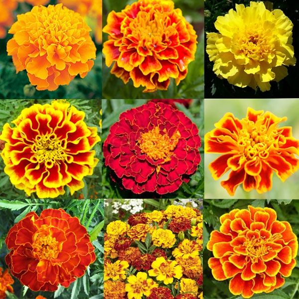 รวมเมล็ดพันธุ์ดาวเรืองที่ดีที่สุด 2025: ปลูกง่าย ดอกสวย สร้างสีสันให้สวนคุณ! 🌼