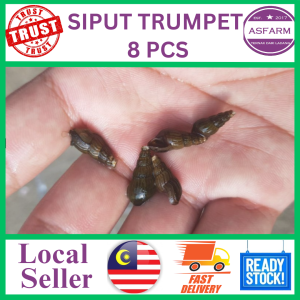 Siput Trumpet 8 pcs