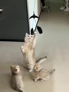 Cat Teaser Stick interactive Funny With Bell Swallow Bird Design Cat Toy Kitten Playing Teaser Wand
