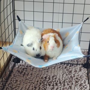NOBLELYN Ice Silk Guinea Pig Hammock Breathable Double-sided Small Pet Supplies Lovely Skin-Friendly Hamster Hammock