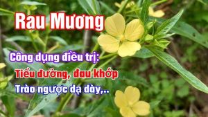 Cây Rau Mương thuần chủng rau lục mương thon mương đất cây rau mương giống cây thuốc nam giống