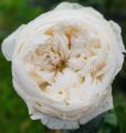Treeno.9 T350 Mon Coeur Rose (กุหลาบ มองเคอร์)​ ดอกกลิ่นหอม / ต้นใหญ่ ถุง 8 นิ้ว / สูง 60-70 ซม. / ไม้ประดับ ไม้ดอก (ต้นไม้). 