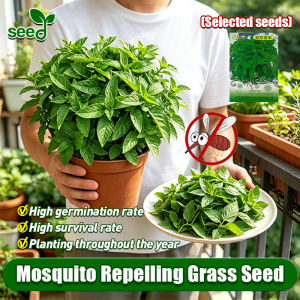 [Selected Seeds] 100% Legit Mosquito Repelling Grass Seed  for Planting Citronella Mosquito Repelling Plant Seeds Herb Seeds Bonsai Air Purifying Plants Seeds Ornamental Live Plants for Sale Real Plants Easy To Grow Seed Air Plant Indoor Buto Ng Bulaklak