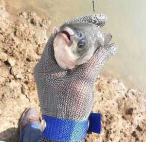 TOP! SARUNG TANGAN ANTI CUTTING BAHAN STEEL LEVEL 5 KUALITAS TINGGI