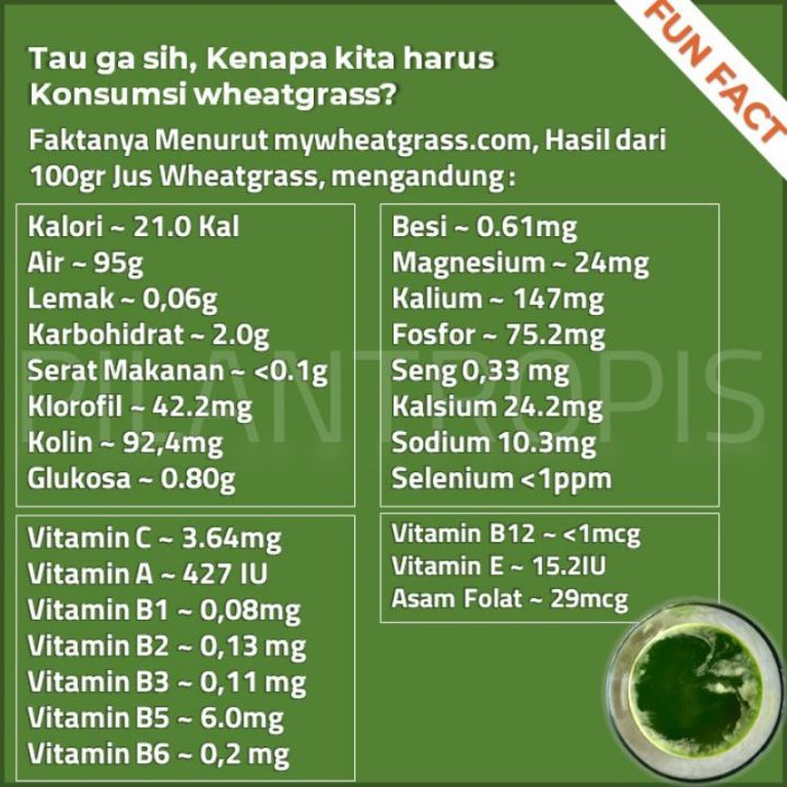 BENIH%20RUMPUT%20GANDUM%20250%20GRAM%20WHEAT%20GRASS%20SEED%20-%20Image%204