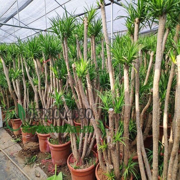 ph%C3%A1t%20t%C3%A0i%20n%C3%BAi%201%20th%C3%A2n%20%C4%91%E1%BA%B9p%20-%20Image%209