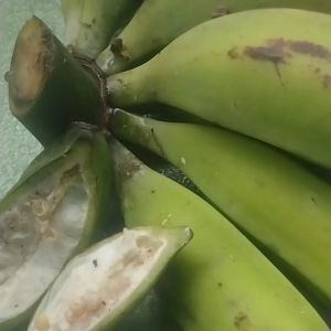 pisang batu muda atau kelutuk harga 1 kg 20 000