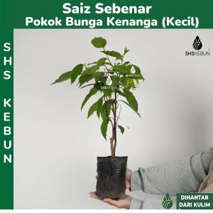 Kenanga Wangi Bunga Ylang Ylang Cananga odorata Pokok Hidup SHS Kebun