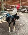TELUR AYAM BANGKOK BIRMA ORI UNTUK DI TETASKAN. 