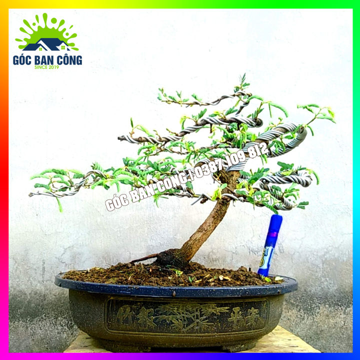 Cây Me Bonsai Mini Dáng Bạt Phong Gió Lùa