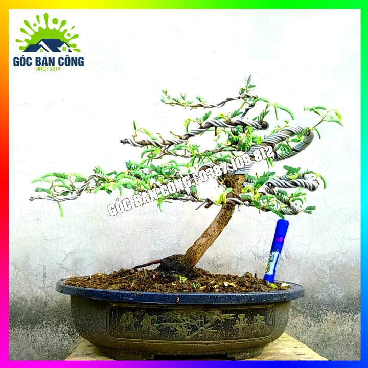 C%C3%A2y%20Me%20Bonsai%20Mini%20D%C3%A1ng%20B%E1%BA%A1t%20Phong%20Gi%C3%B3%20L%C3%B9a%20-%20Image%201